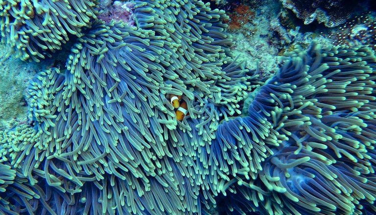 El Agua y el Origen de la vida